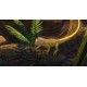 Igra House Flipper - Pets Edition (Playstation 4)